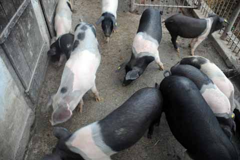 Bazna-Schwein Mangalica-Porci