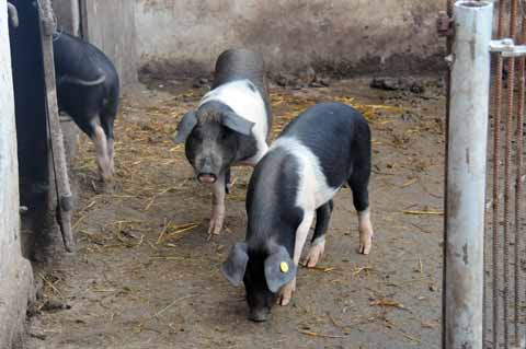 Bazna-Schwein Mangalica-Porci