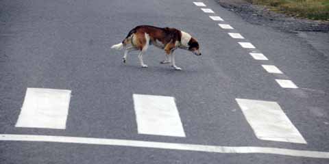 Hund am Fußgängerüberweg