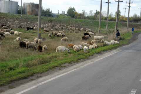 Schafe und Ziegen in Rumänien