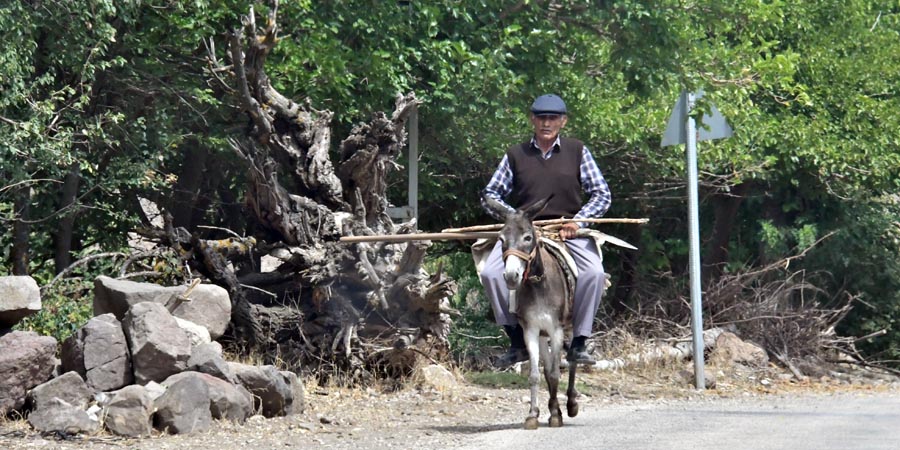 Esel mit Bauer in Kervansaray, Amasya