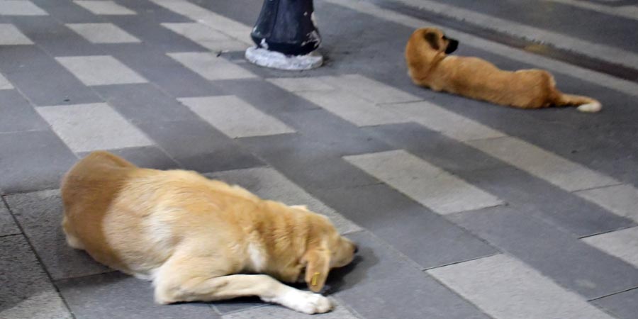 Hunde in Erbaa
