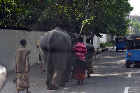 Colombo - Elefant für Navam Perahera
