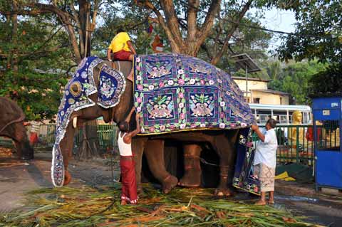 Prozessionsvorbereitung - Navam Perahera Colombo 2014