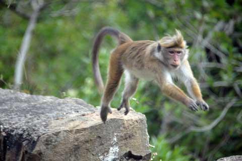 Affen A4 Sri Lanka