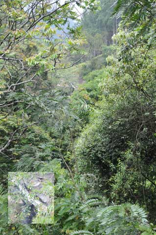 Surathali Ella Falls