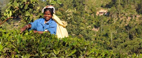 Ella, Mini Adams Peak, Teepflückerin