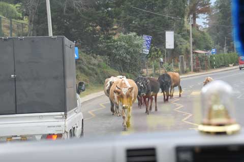 Nuwara Eliya, Sri Lanka