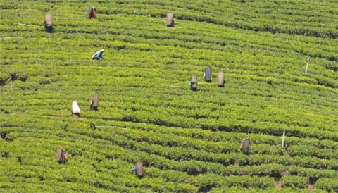 Teeplantage Nanu Oya, Sri Lanka