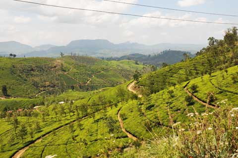 Teeplantage Nuwara Eliya, Sri Lanka