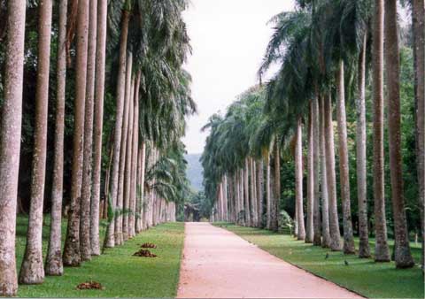 Botanischer Garten Peradeniya