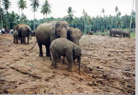 Pinnawela Elefandenwaisenhaus Sri Lanka