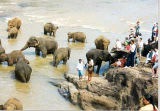 Elefandenwaisenhaus Pinnawela Sri Lanka